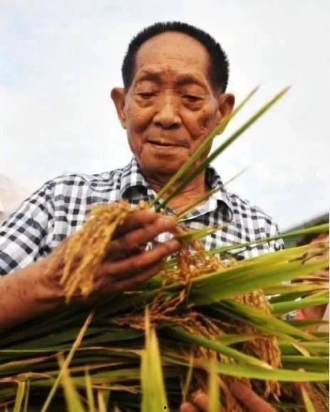 袁隆平徒弟爆料下棋视频,传承智慧，棋艺非凡  第1张