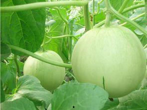 日照网红吃瓜真甜,甜蜜滋味，瓜香四溢  第2张