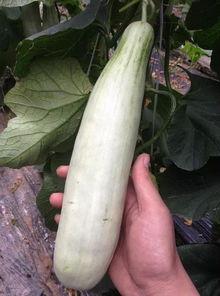 qq的网红吃瓜,揭秘QQ平台上的热门事件与幕后真相  第3张