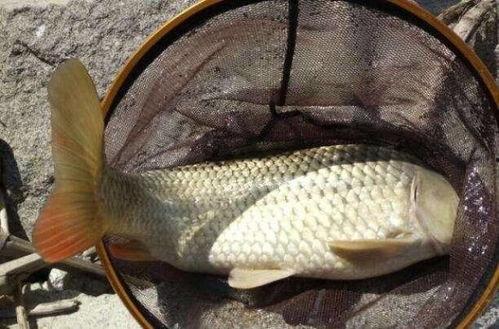 爆料大明星大鲤鱼视频,揭秘娱乐圈幕后风云  第3张