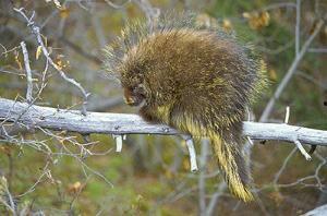 豪猪最新爆料3.0  第2张