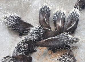 豪猪最新爆料3.0  第3张